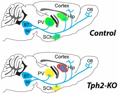 Refining the Role of 5-HT in Postnatal Development of Brain Circuits